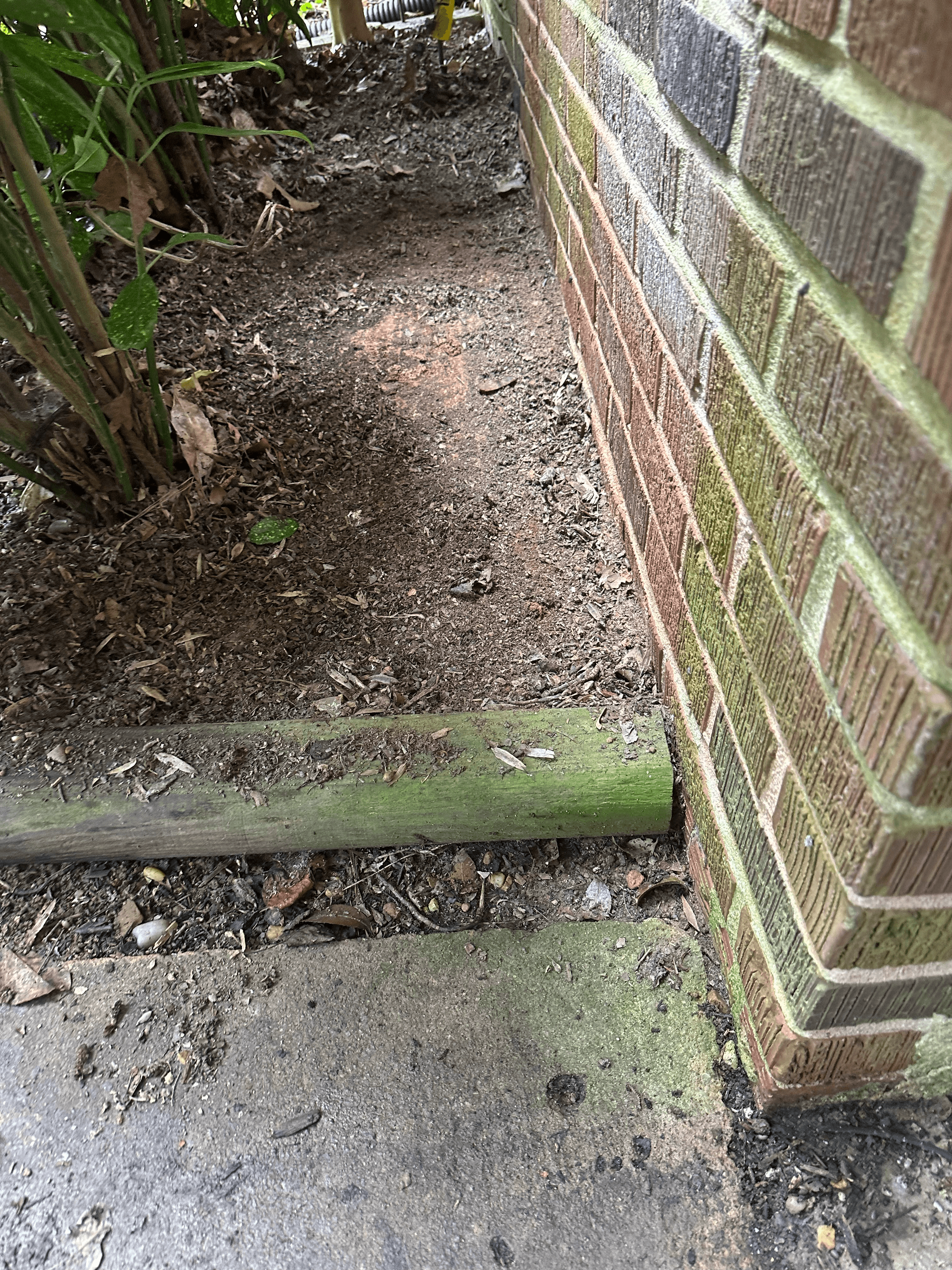 Professional pest control service in action