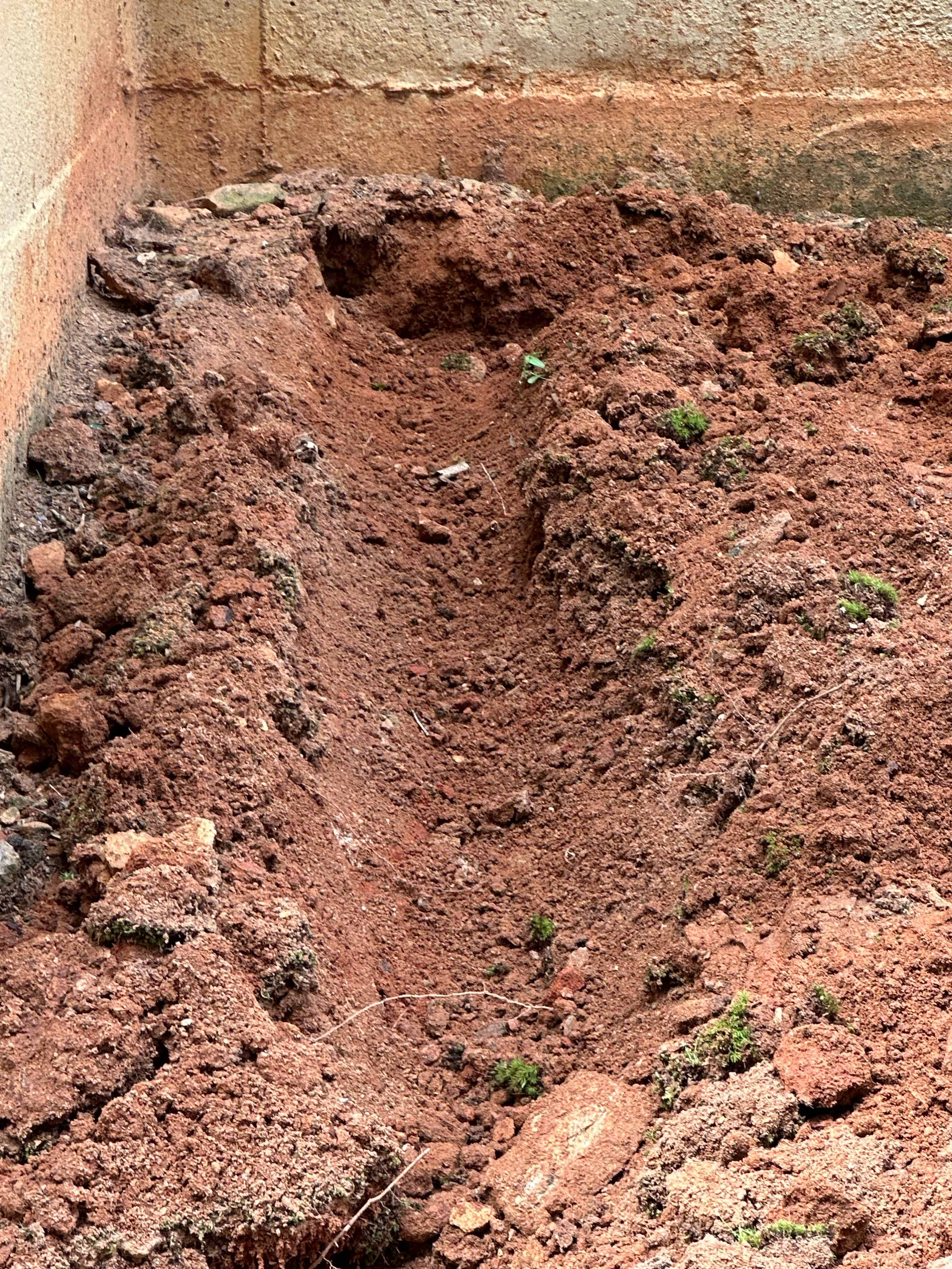 Detailed termite damage inspection